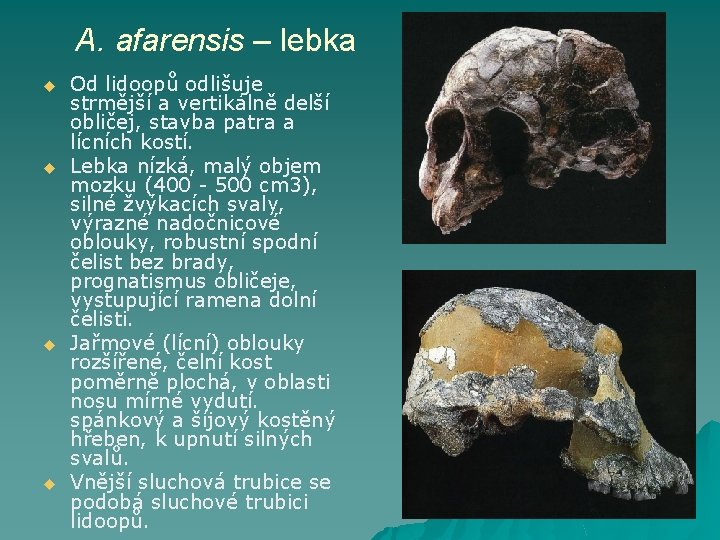 A. afarensis – lebka u u Od lidoopů odlišuje strmější a vertikálně delší obličej,