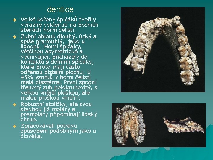 dentice u u Velké kořeny špičáků tvořily výrazné vyklenutí na bočních stěnách horní čelisti.