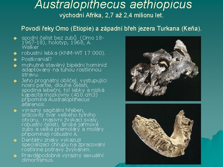  Australopithecus aethiopicus východní Afrika, 2, 7 až 2, 4 milionu let. Povodí řeky