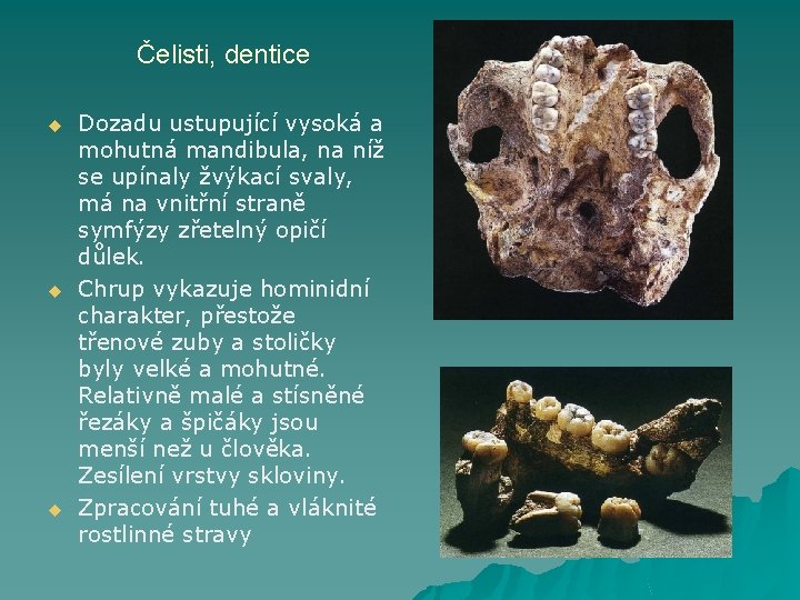 Čelisti, dentice u u u Dozadu ustupující vysoká a mohutná mandibula, na níž se