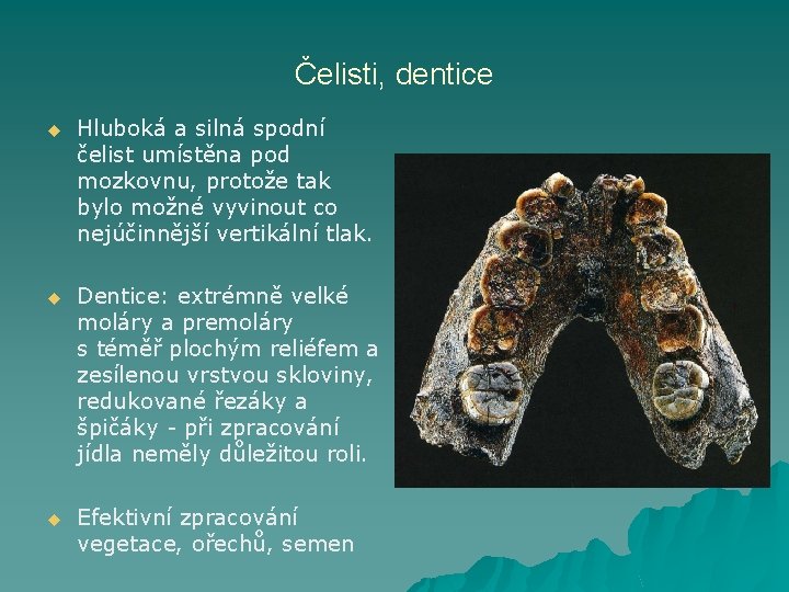 Čelisti, dentice u Hluboká a silná spodní čelist umístěna pod mozkovnu, protože tak bylo