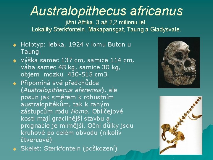 Australopithecus africanus jižní Afrika, 3 až 2, 2 milionu let. Lokality Sterkfontein, Makapansgat, Taung