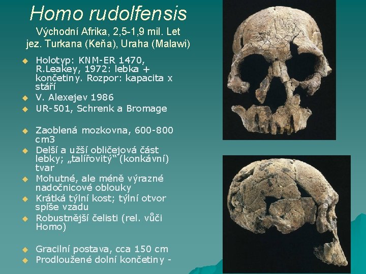 Homo rudolfensis Východní Afrika, 2, 5 -1, 9 mil. Let jez. Turkana (Keňa), Uraha