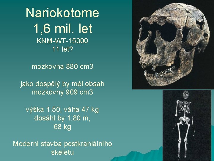 Nariokotome 1, 6 mil. let KNM-WT-15000 11 let? mozkovna 880 cm 3 jako dospělý