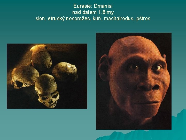 Eurasie: Dmanisi nad datem 1. 8 my slon, etruský nosorožec, kůň, machairodus, pštros 