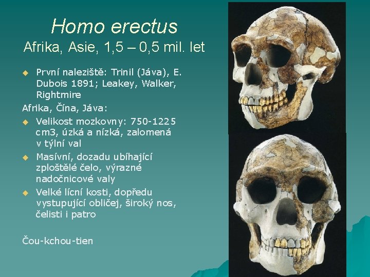 Homo erectus Afrika, Asie, 1, 5 – 0, 5 mil. let První naleziště: Trinil