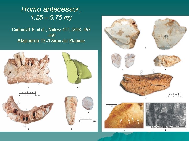 Homo antecessor, 1, 25 – 0, 75 my Carbonell E. et al. , Nature