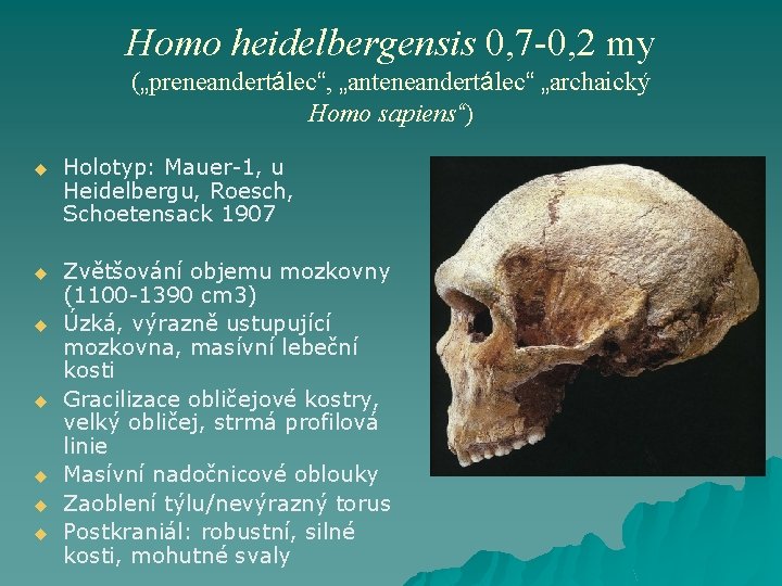 Homo heidelbergensis 0, 7 -0, 2 my („preneandertálec“, „anteneandertálec“ „archaický Homo sapiens“) u Holotyp: