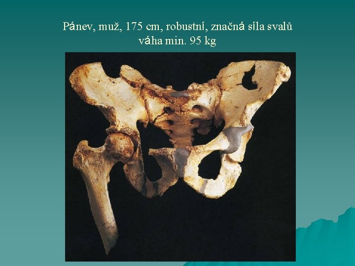 Pánev, muž, 175 cm, robustní, značná síla svalů váha min. 95 kg 