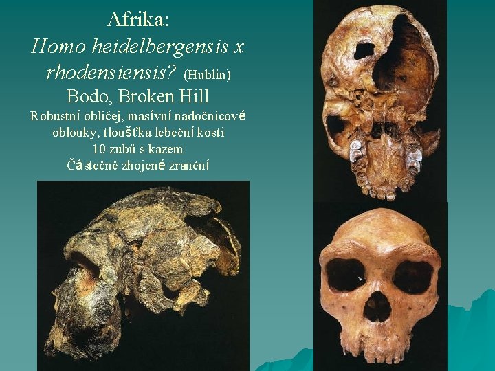 Afrika: Homo heidelbergensis x rhodensis? (Hublin) Bodo, Broken Hill Robustní obličej, masívní nadočnicové oblouky,