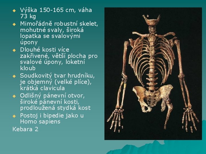 Výška 150 -165 cm, váha 73 kg u Mimořádně robustní skelet, mohutné svaly, široká