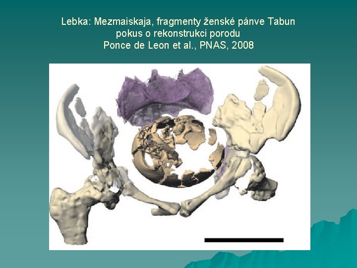 Lebka: Mezmaiskaja, fragmenty ženské pánve Tabun pokus o rekonstrukci porodu Ponce de Leon et