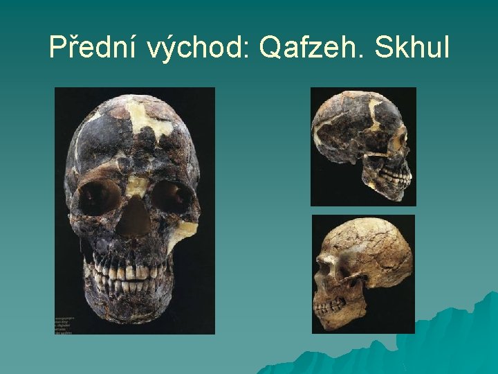 Přední východ: Qafzeh. Skhul 