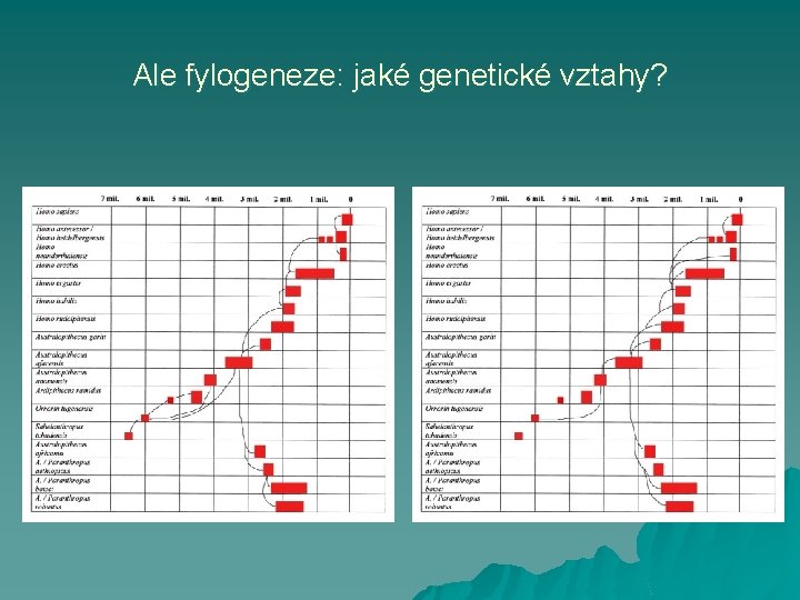 Ale fylogeneze: jaké genetické vztahy? 