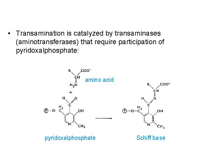  • Transamination is catalyzed by transaminases (aminotransferases) that require participation of pyridoxalphosphate: amino