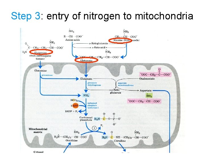 Step 3: entry of nitrogen to mitochondria 