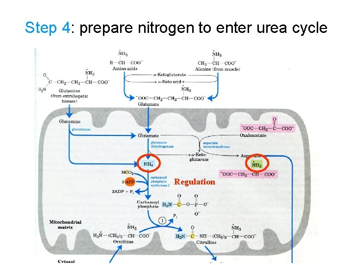 Step 4: prepare nitrogen to enter urea cycle Regulation 