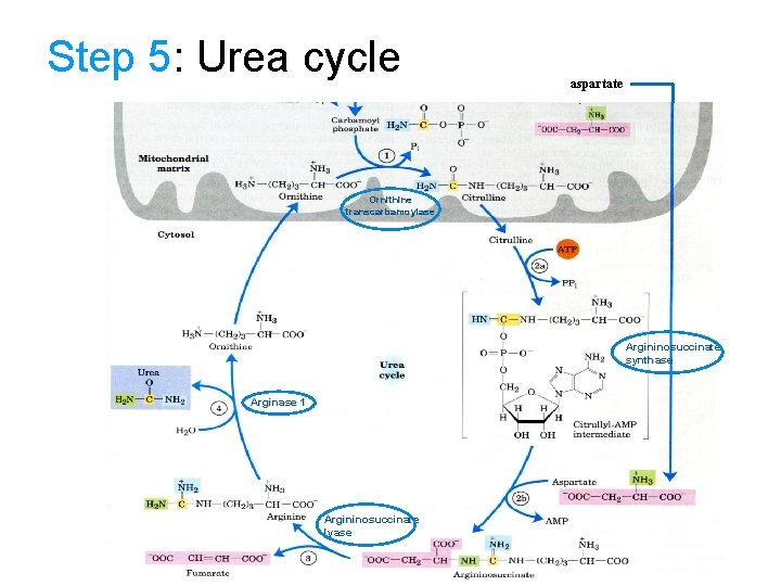 Step 5: Urea cycle aspartate Ornithine transcarbamoylase Argininosuccinate synthase Arginase 1 Argininosuccinate lyase 