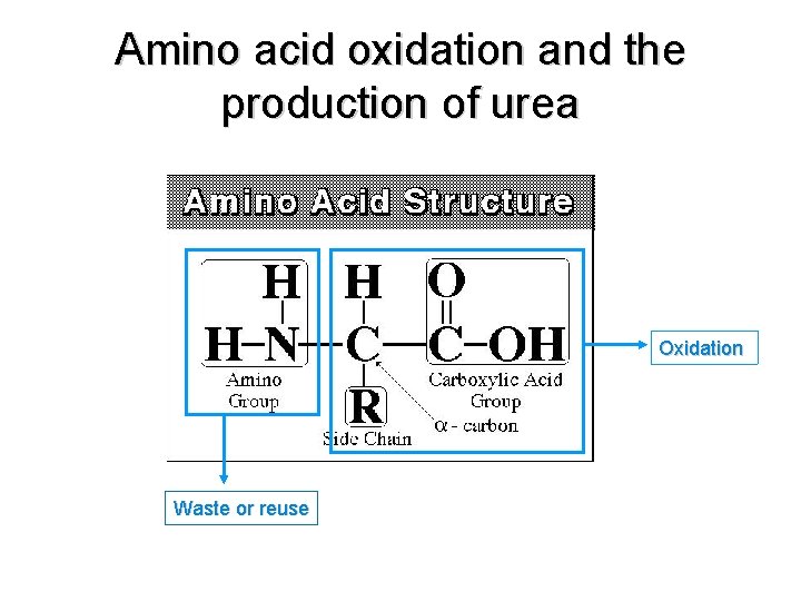 Amino acid oxidation and the production of urea Oxidation Waste or reuse 