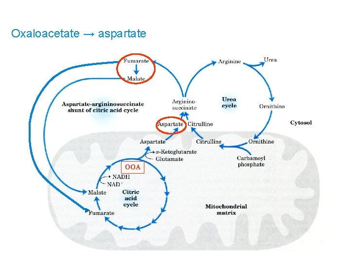 Oxaloacetate → aspartate OOA 