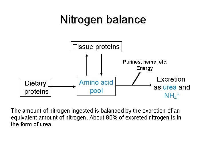 Nitrogen balance Tissue proteins Purines, heme, etc. Energy Dietary proteins Amino acid pool Excretion