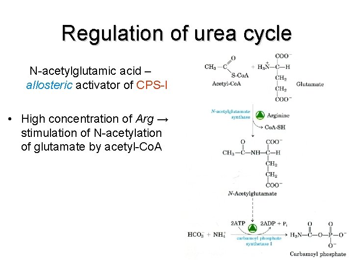 Regulation of urea cycle N-acetylglutamic acid – allosteric activator of CPS-I • High concentration