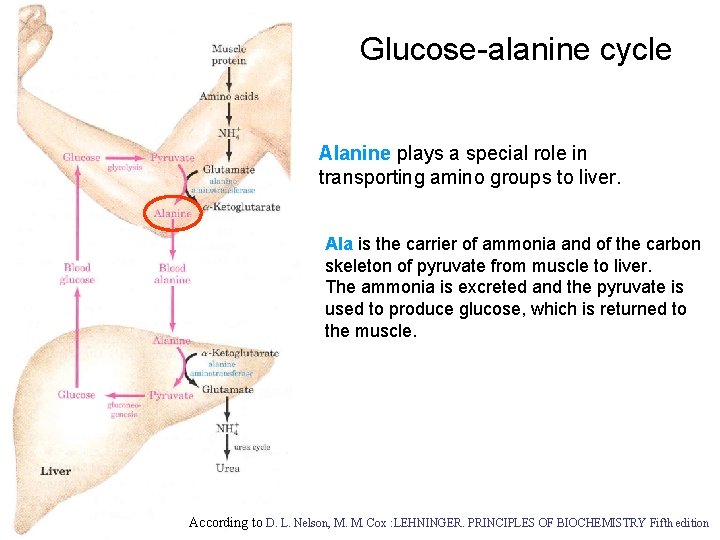 Glucose-alanine cycle Alanine plays a special role in transporting amino groups to liver. Ala
