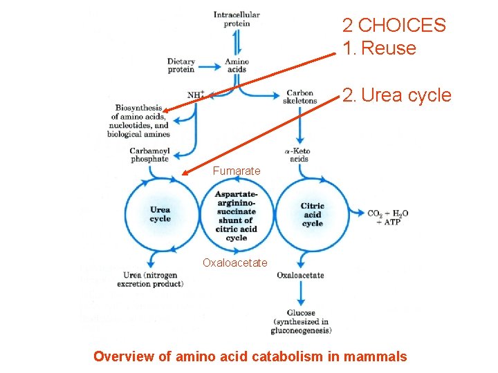 2 CHOICES 1. Reuse 2. Urea cycle Fumarate Oxaloacetate Overview of amino acid catabolism