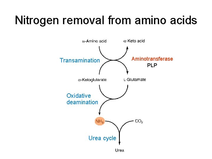 Nitrogen removal from amino acids Transamination Oxidative deamination Urea cycle Aminotransferase PLP 