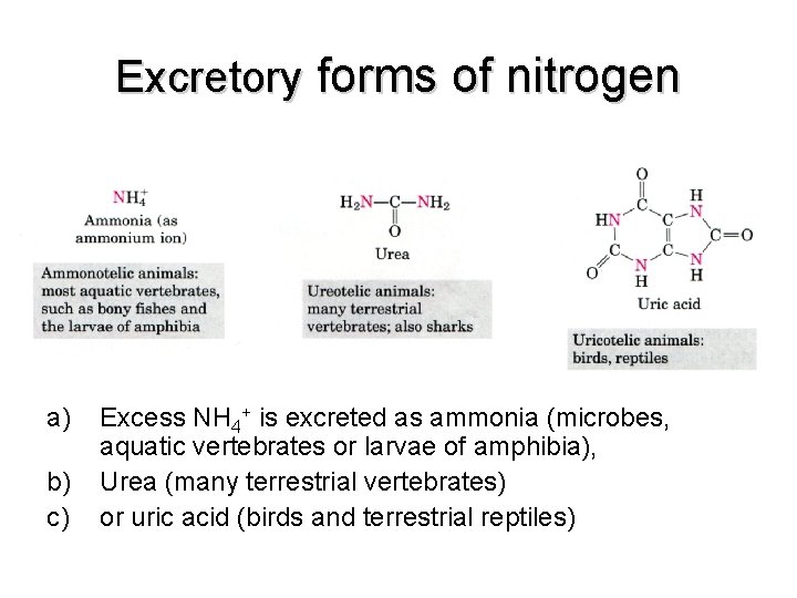 Excretory forms of nitrogen a) b) c) Excess NH 4+ is excreted as ammonia