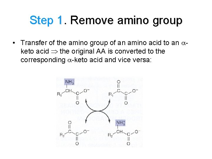 Step 1. Remove amino group • Transfer of the amino group of an amino