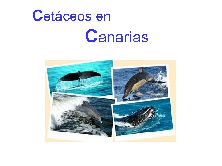 Cetáceos en Canarias 