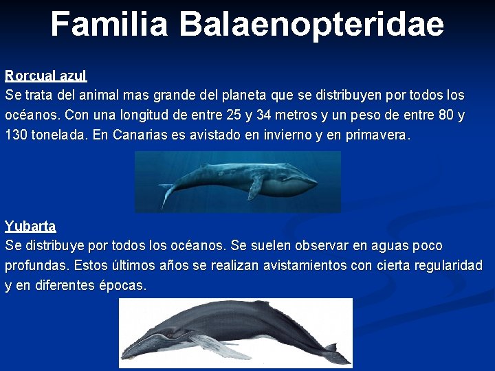 Familia Balaenopteridae Rorcual azul Se trata del animal mas grande del planeta que se