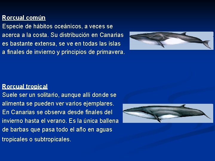 Rorcual común Especie de hábitos oceánicos, a veces se acerca a la costa. Su