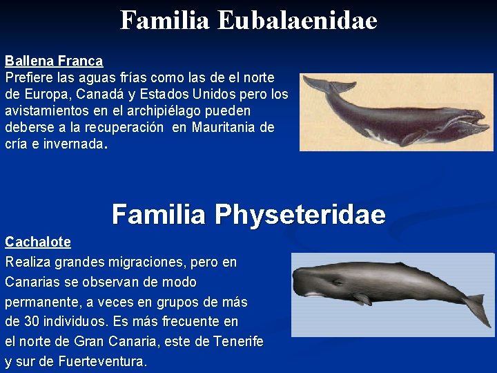 Familia Eubalaenidae Ballena Franca Prefiere las aguas frías como las de el norte de
