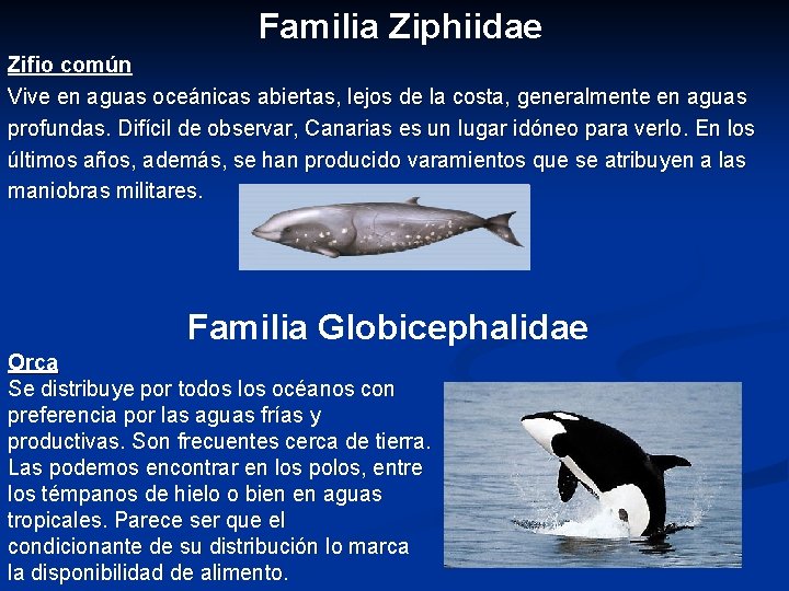 Familia Ziphiidae Zifio común Vive en aguas oceánicas abiertas, lejos de la costa, generalmente