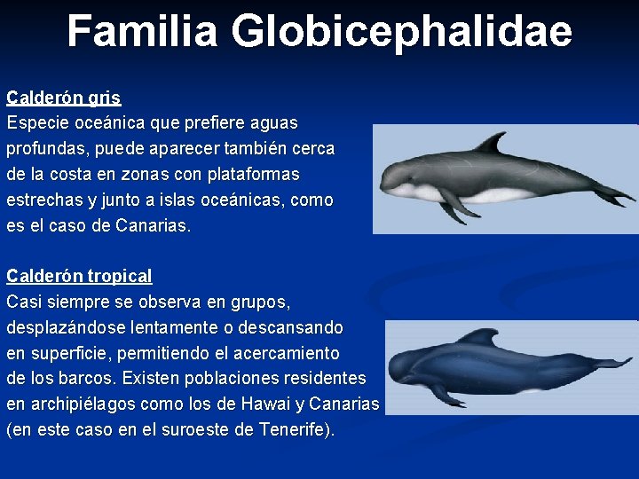 Familia Globicephalidae Calderón gris Especie oceánica que prefiere aguas profundas, puede aparecer también cerca