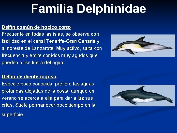 Familia Delphinidae Delfín común de hocico corto Frecuente en todas las islas, se observa