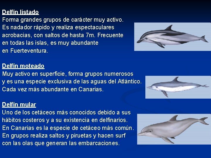 Delfín listado Forma grandes grupos de carácter muy activo. Es nadador rápido y realiza