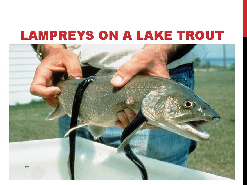 LAMPREYS ON A LAKE TROUT 