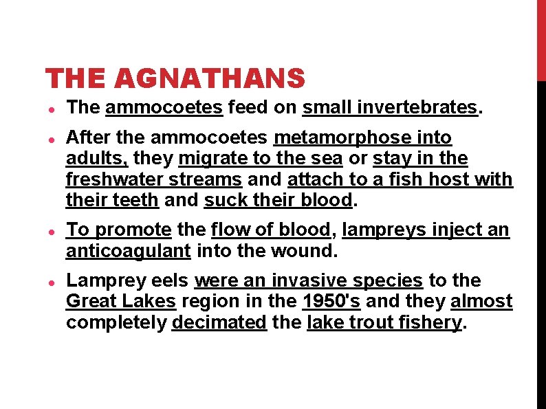 THE AGNATHANS The ammocoetes feed on small invertebrates. After the ammocoetes metamorphose into adults,