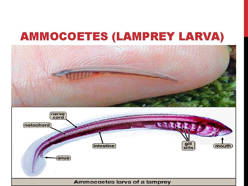 AMMOCOETES (LAMPREY LARVA) 