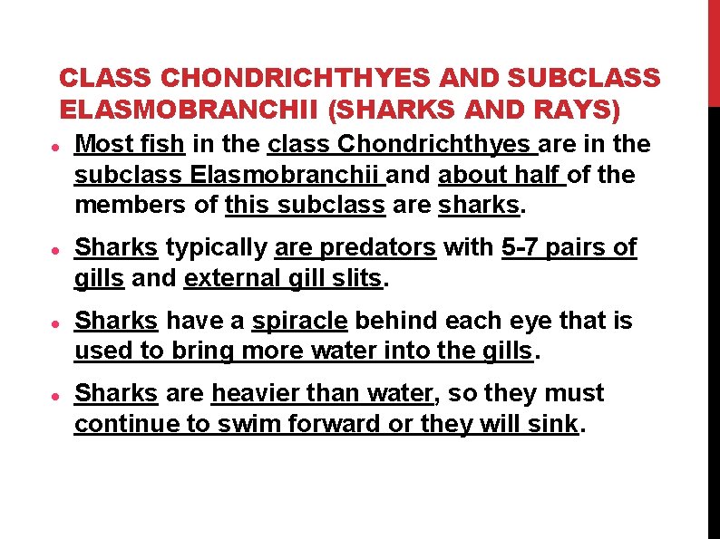 CLASS CHONDRICHTHYES AND SUBCLASS ELASMOBRANCHII (SHARKS AND RAYS) Most fish in the class Chondrichthyes