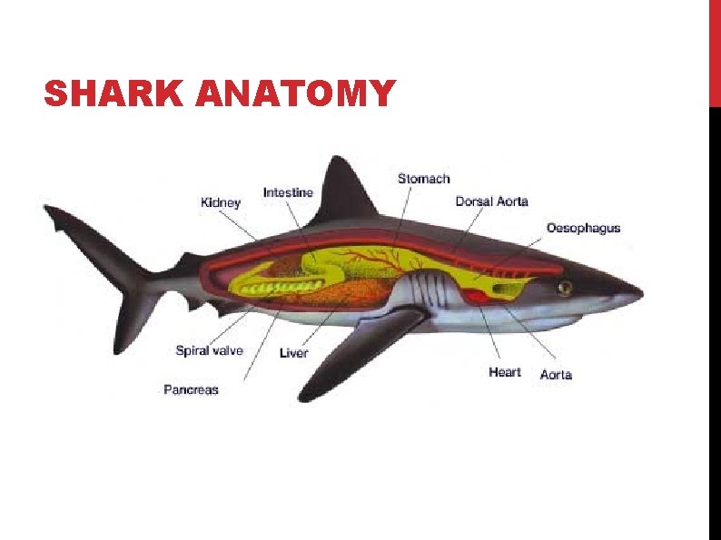 SHARK ANATOMY 