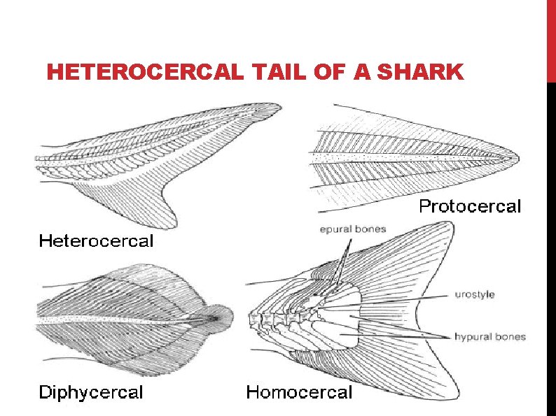 HETEROCERCAL TAIL OF A SHARK 