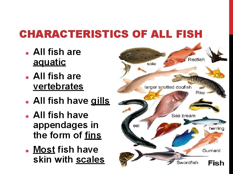 CHARACTERISTICS OF ALL FISH All fish are aquatic All fish are vertebrates All fish