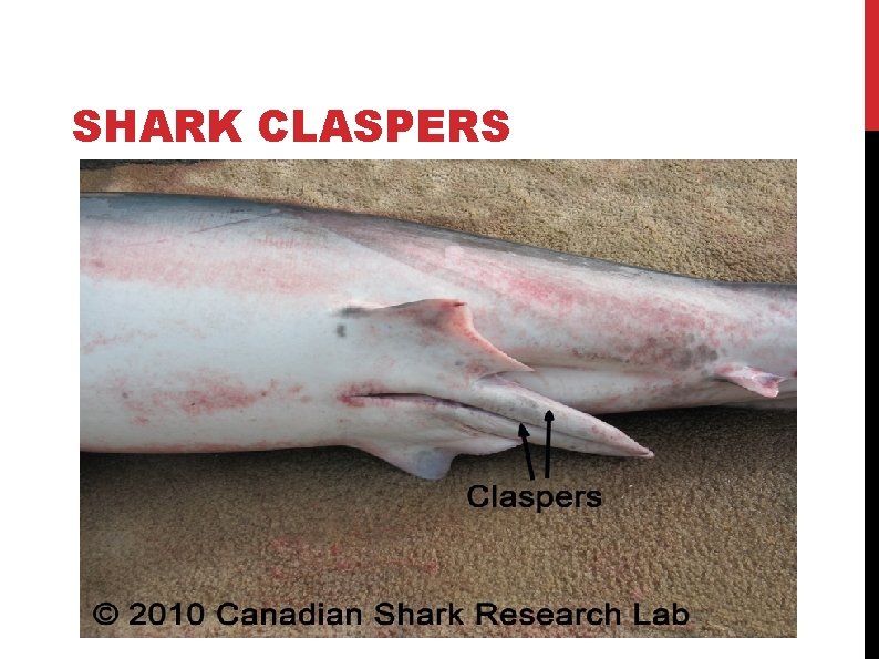 SHARK CLASPERS 