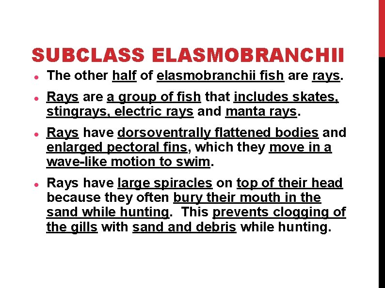 SUBCLASS ELASMOBRANCHII The other half of elasmobranchii fish are rays. Rays are a group