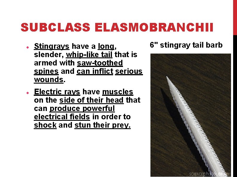 SUBCLASS ELASMOBRANCHII 6'' stingray tail barb Stingrays have a long, slender, whip-like tail that