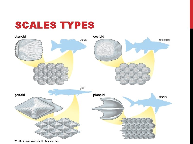 SCALES TYPES 